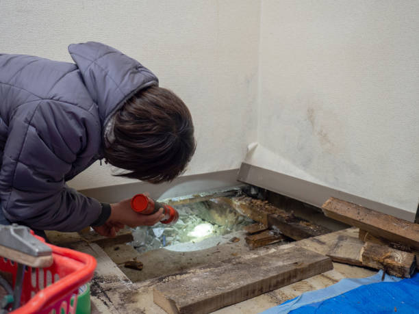 Best Black Mold Removal  in North Granby, CT